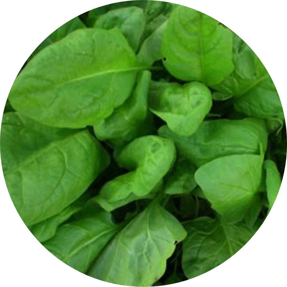 Spinach - All Green